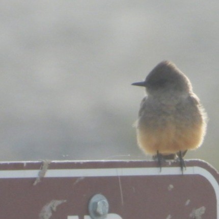 Say's Phoebe - ML633999835