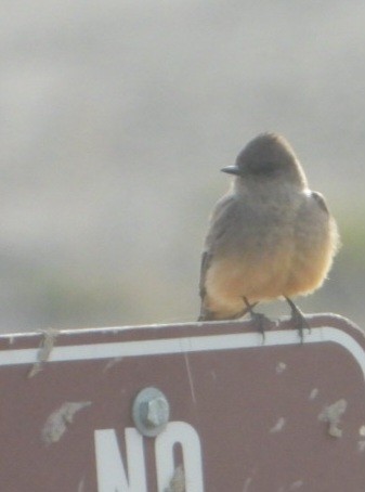Say's Phoebe - ML633999836