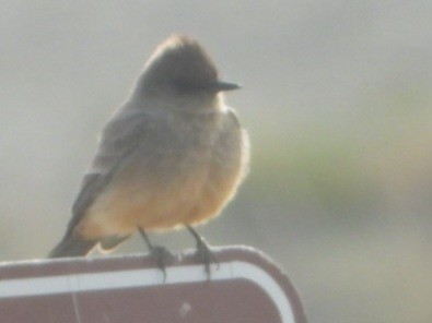 Say's Phoebe - ML633999837