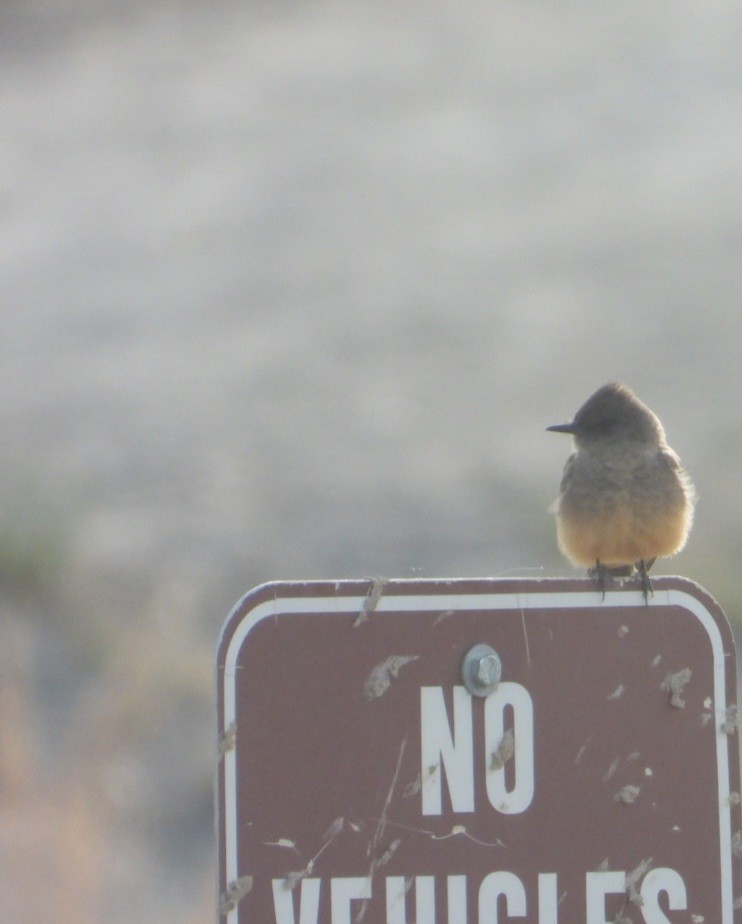 Say's Phoebe - ML633999838