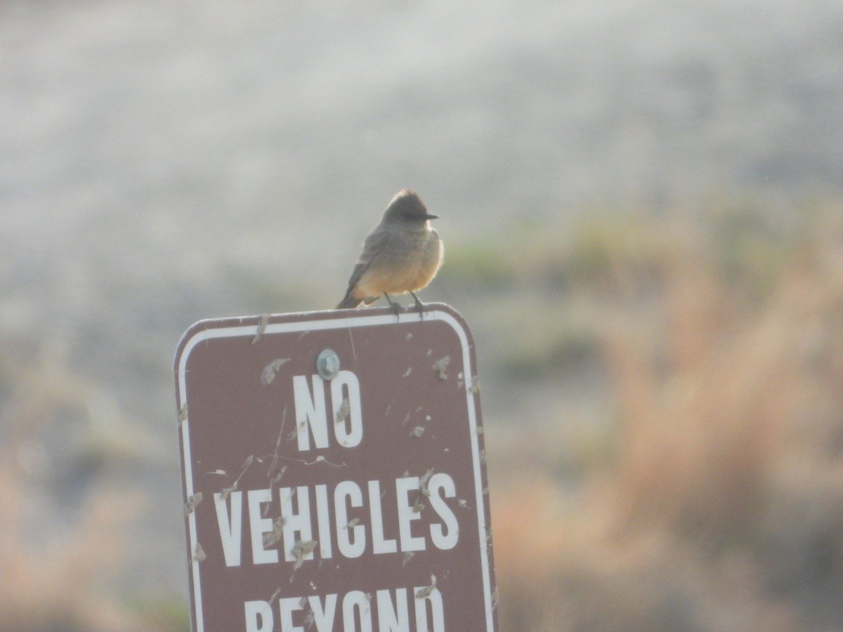 Say's Phoebe - ML633999839