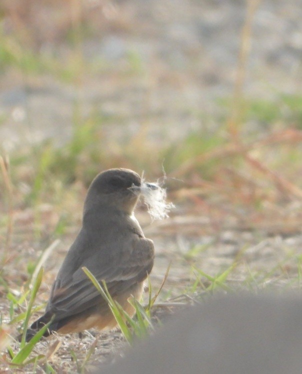 Say's Phoebe - ML633999840