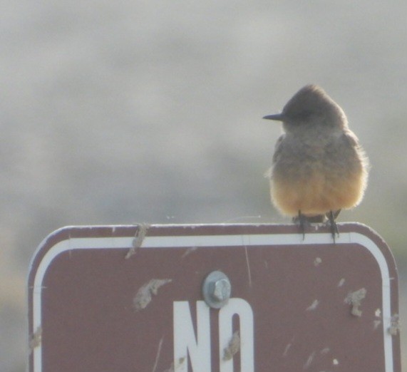 Say's Phoebe - ML633999841