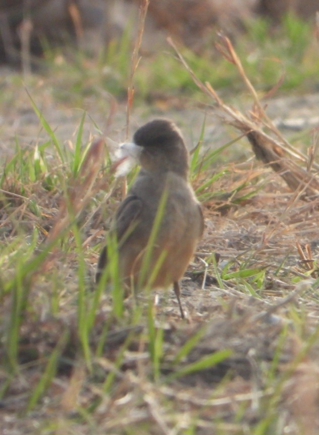 Say's Phoebe - ML633999842