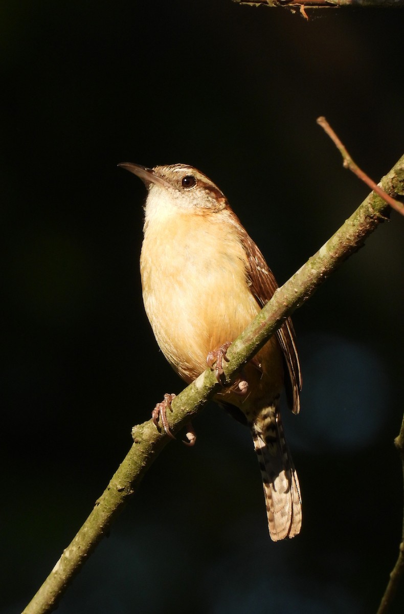 Carolina Wren - ML633999871