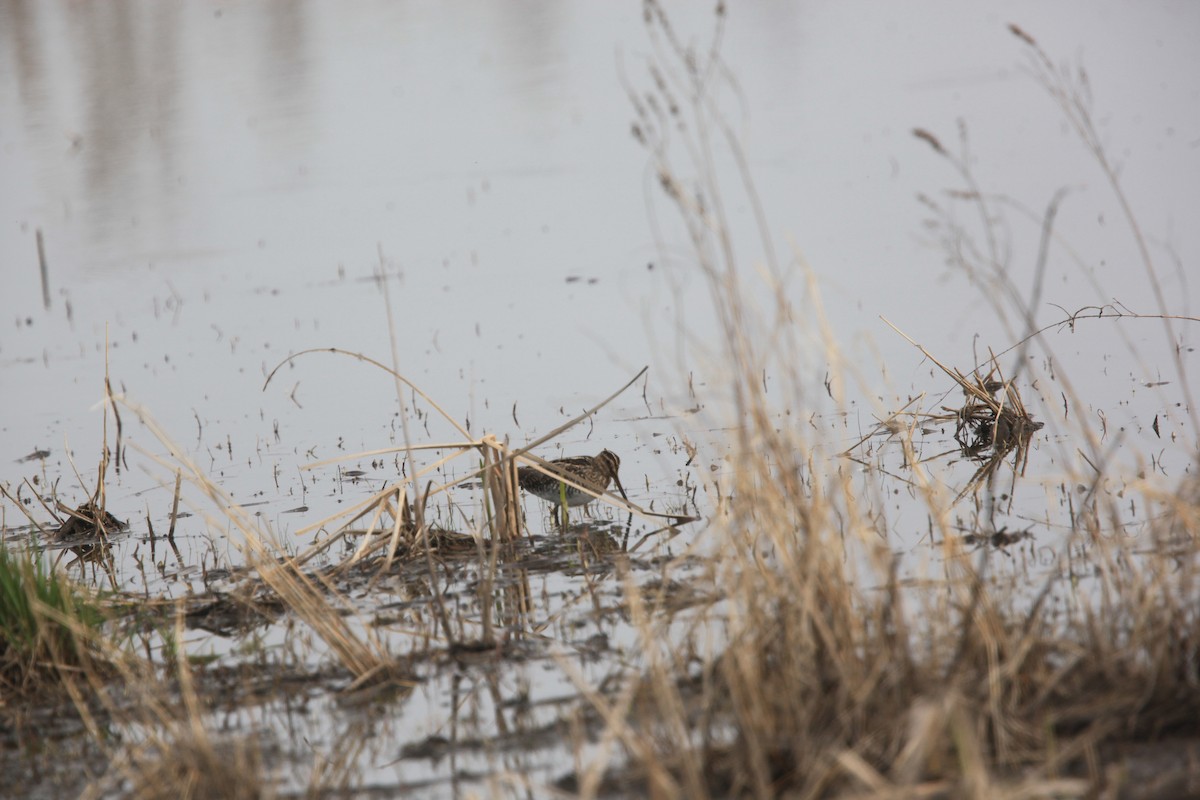 Wilson's Snipe - ML633999926