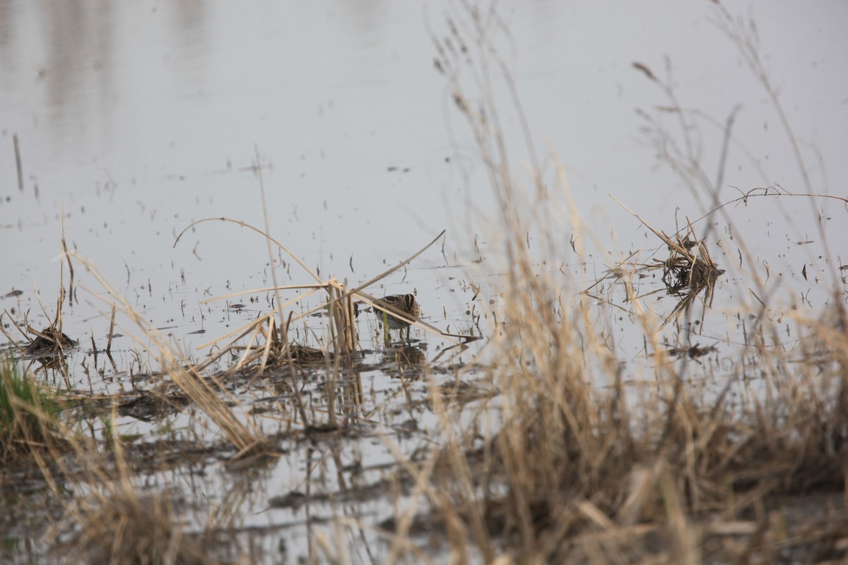 Wilson's Snipe - ML633999927