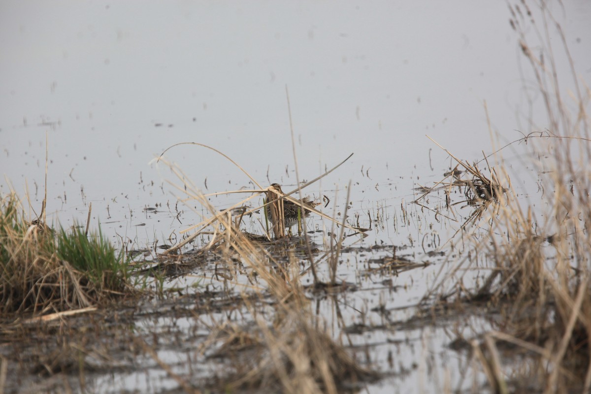 Wilson's Snipe - ML633999928