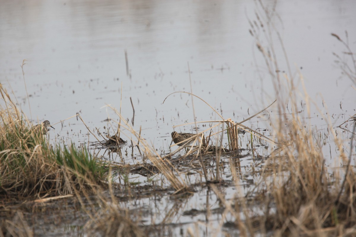 Wilson's Snipe - ML633999929