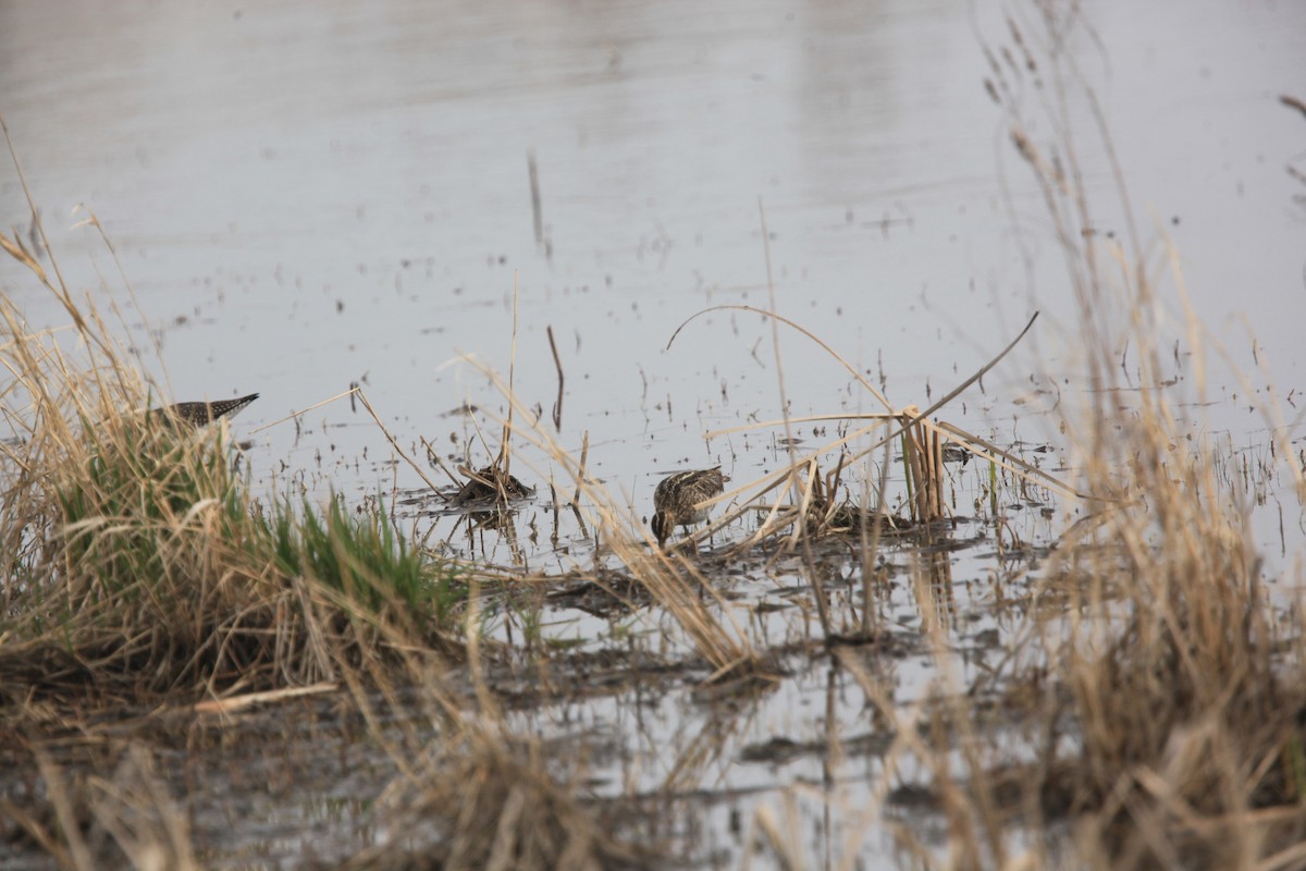 Wilson's Snipe - ML633999930