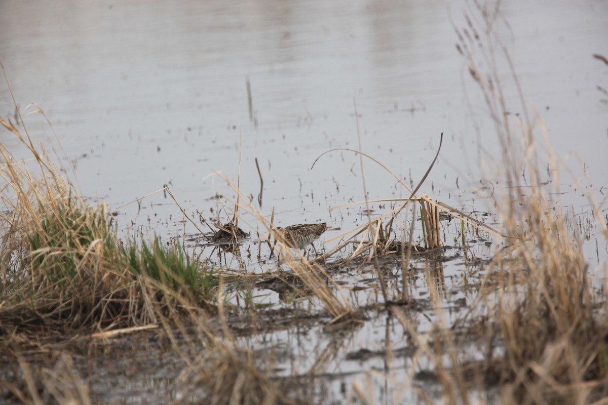 Wilson's Snipe - ML633999931