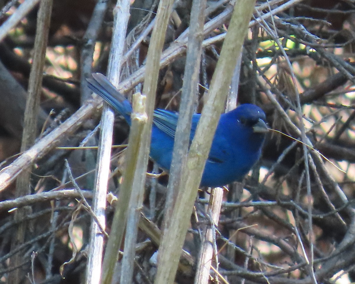 Indigo Bunting - ML633999942