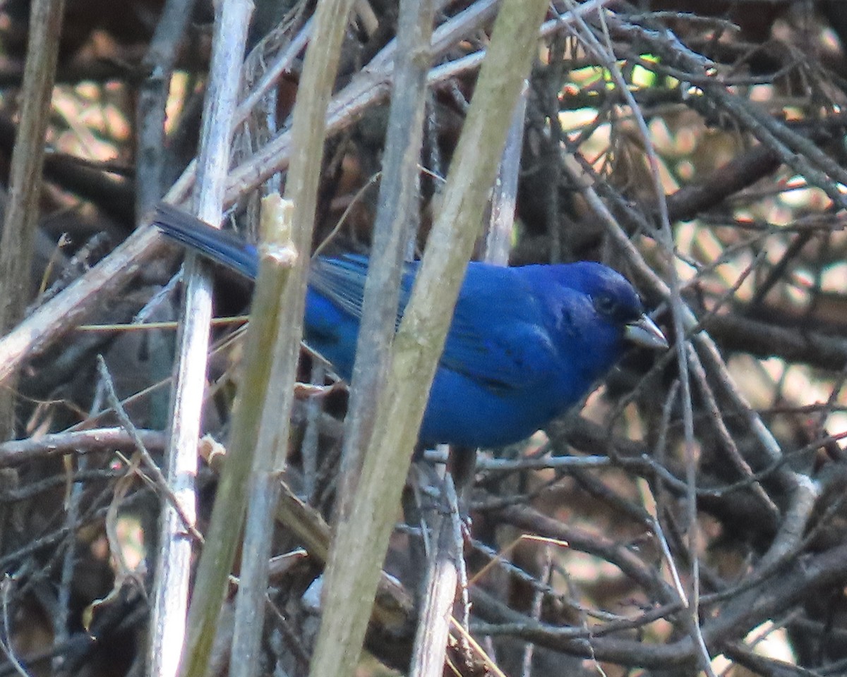 Indigo Bunting - ML633999943