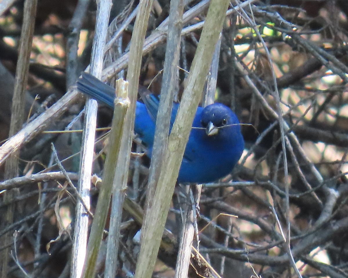 Indigo Bunting - ML633999944