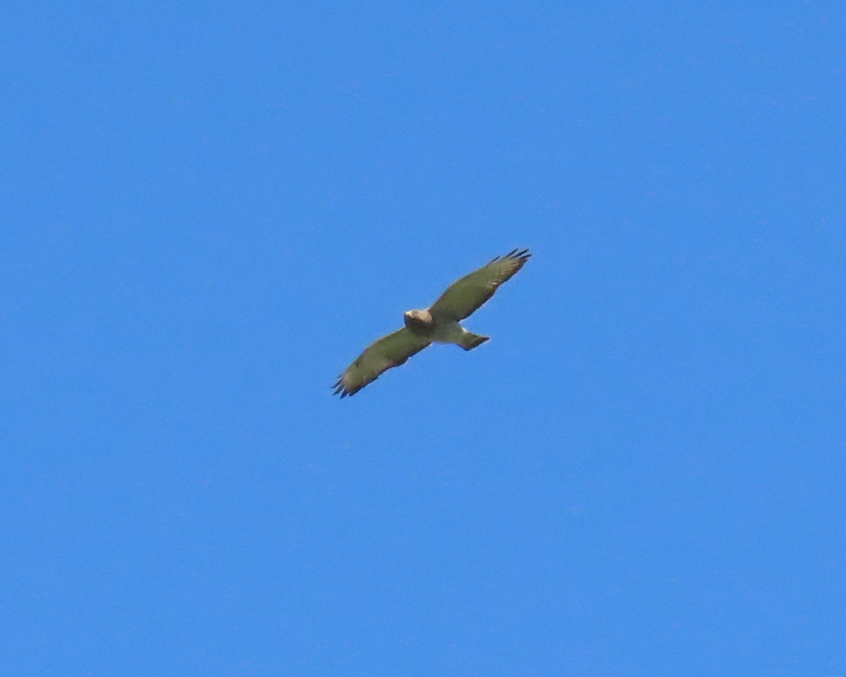 Broad-winged Hawk - ML633999967