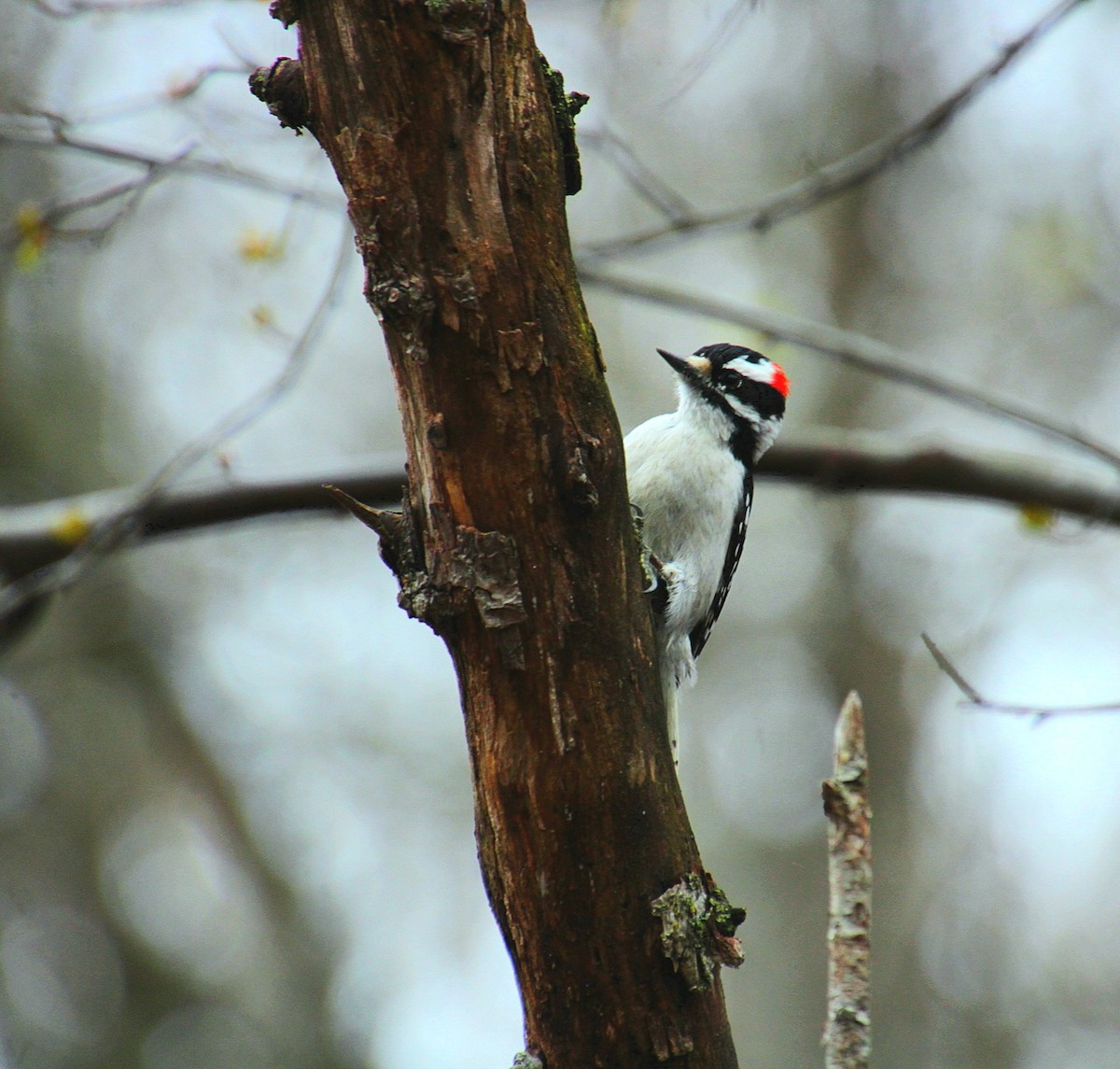 strakapoud osikový (ssp. pubescens/medianus) - ML633999974