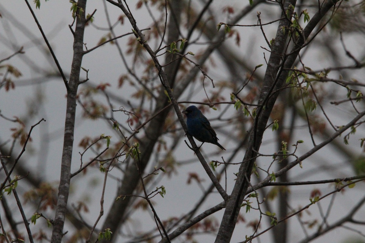 Indigo Bunting - ML634000201