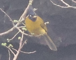 Black-crested Bulbul - ML634000268