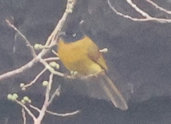 Black-crested Bulbul - ML634000269