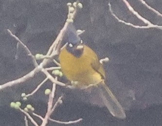 Black-crested Bulbul - ML634000270