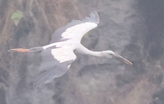 Asian Openbill - ML634000328