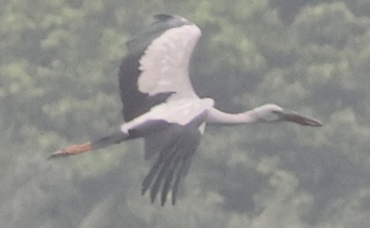 Asian Openbill - ML634000329