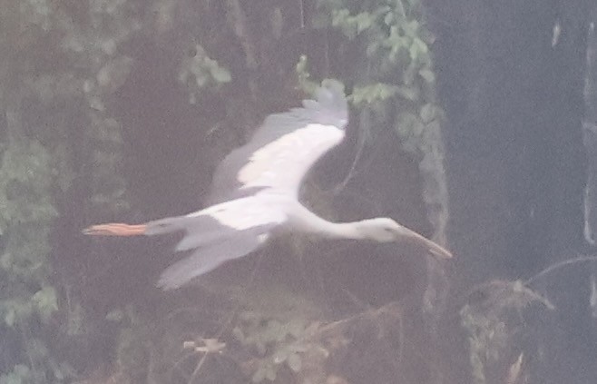 Asian Openbill - ML634000330