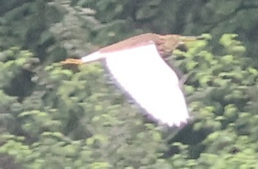 Chinese Pond-Heron - ML634000345