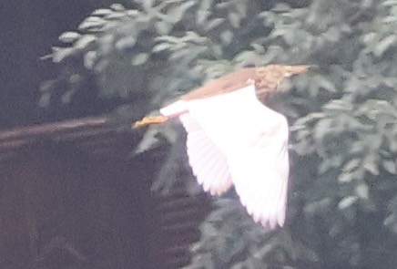 Chinese Pond-Heron - ML634000346