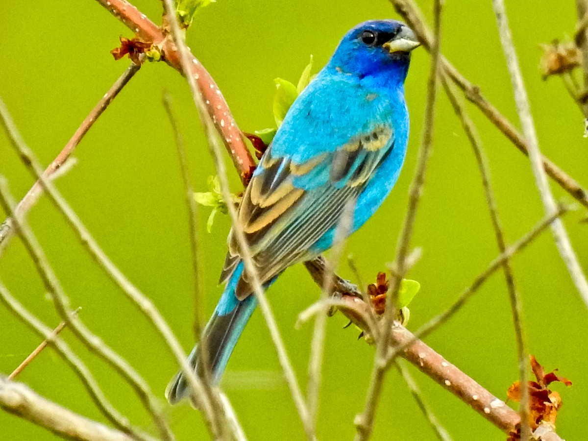Indigo Bunting - ML634000362