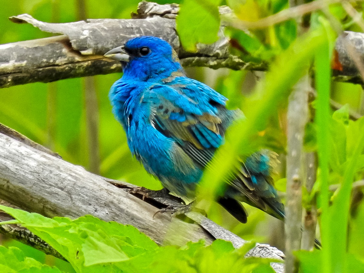 Indigo Bunting - ML634000363