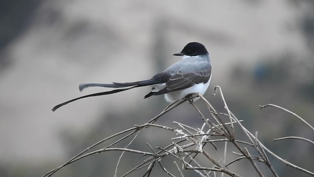 Fork-tailed Flycatcher - ML634000516