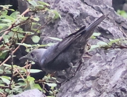 Blue Rock-Thrush - ML634000519