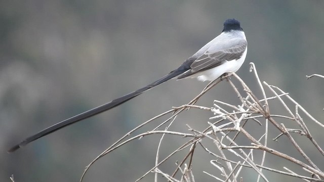 Fork-tailed Flycatcher - ML634000522