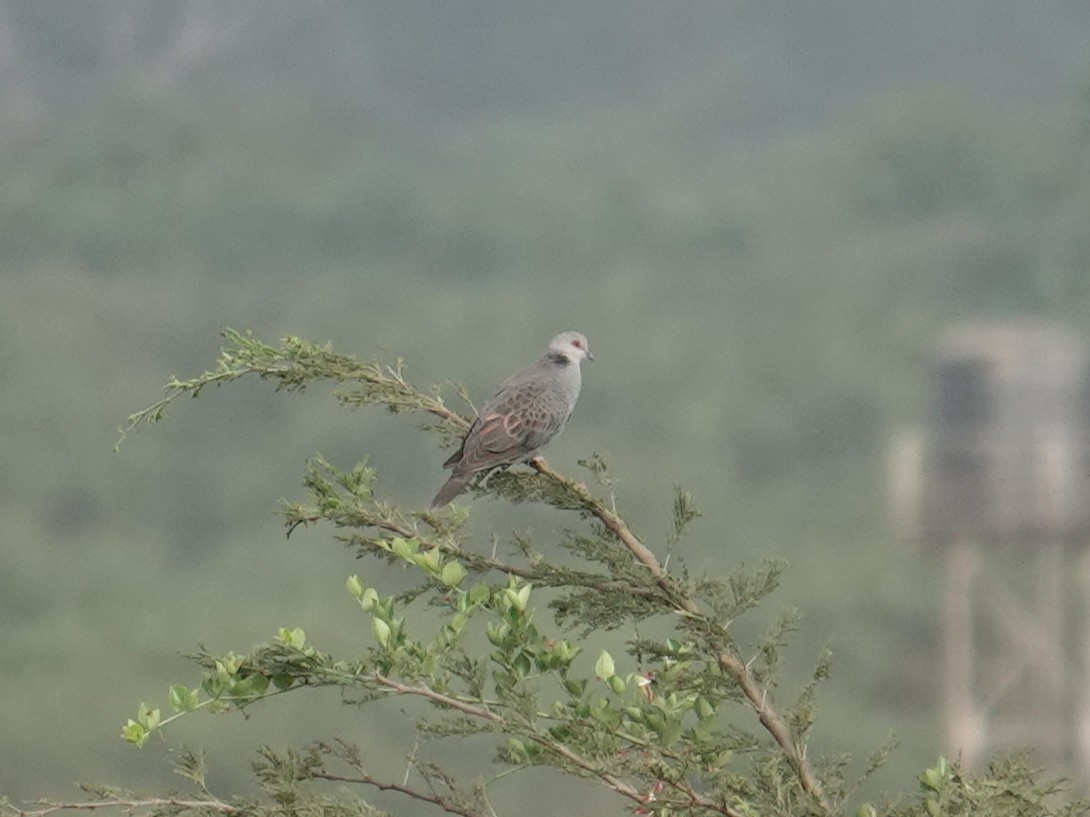 Dusky Turtle-Dove - ML634000525