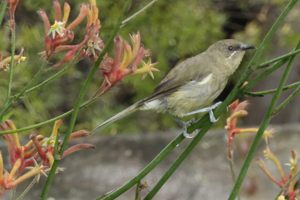 New Zealand Bellbird - ML634000567