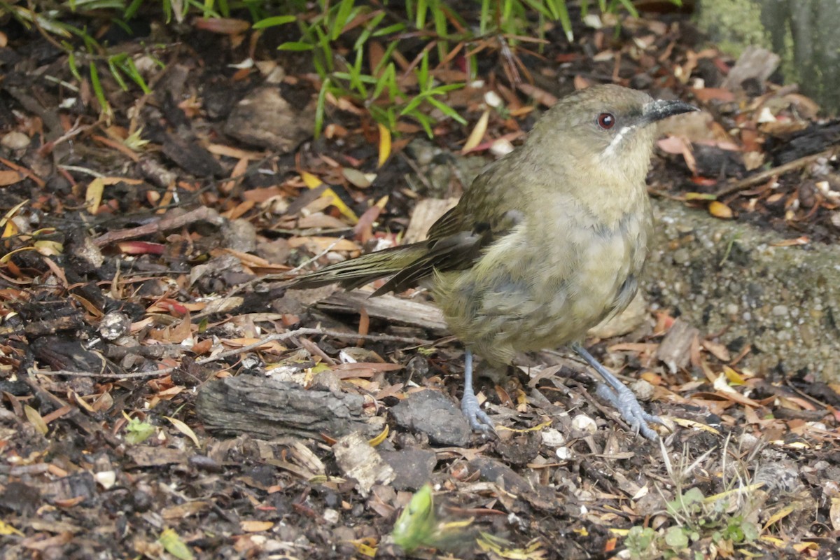 New Zealand Bellbird - ML634000568