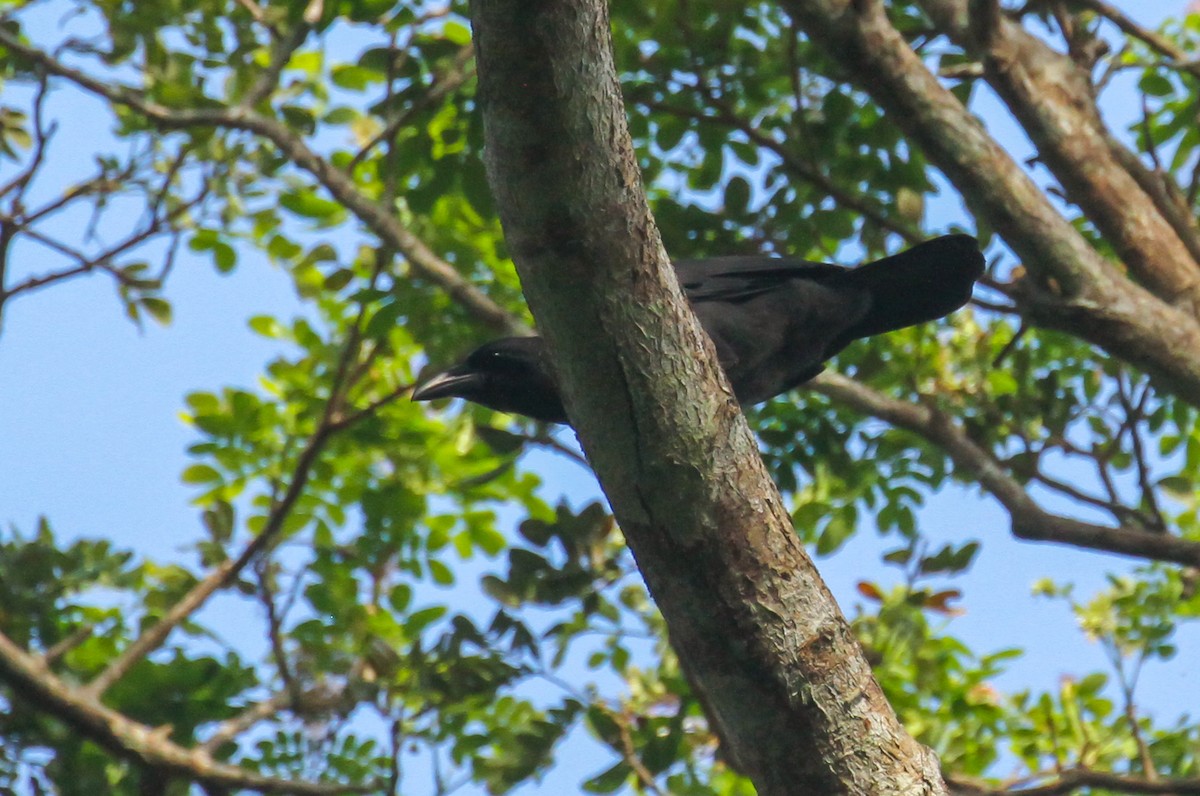 Palawan Crow - ML634000570