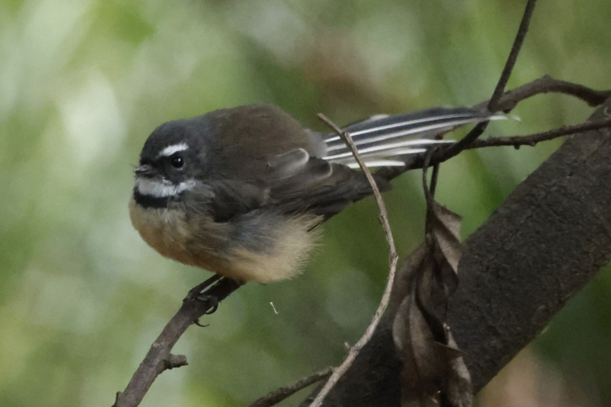 New Zealand Fantail - ML634000576