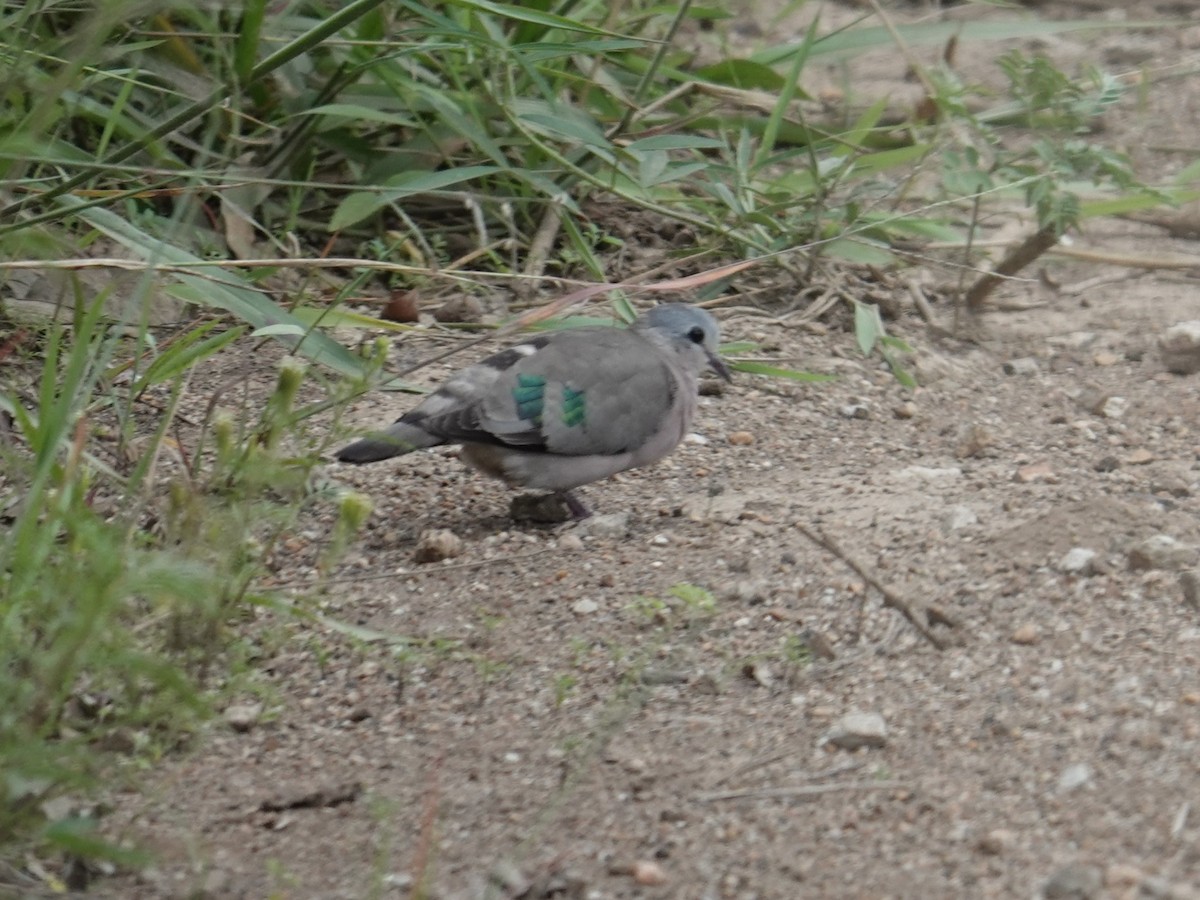 Emerald-spotted Wood-Dove - ML634000593