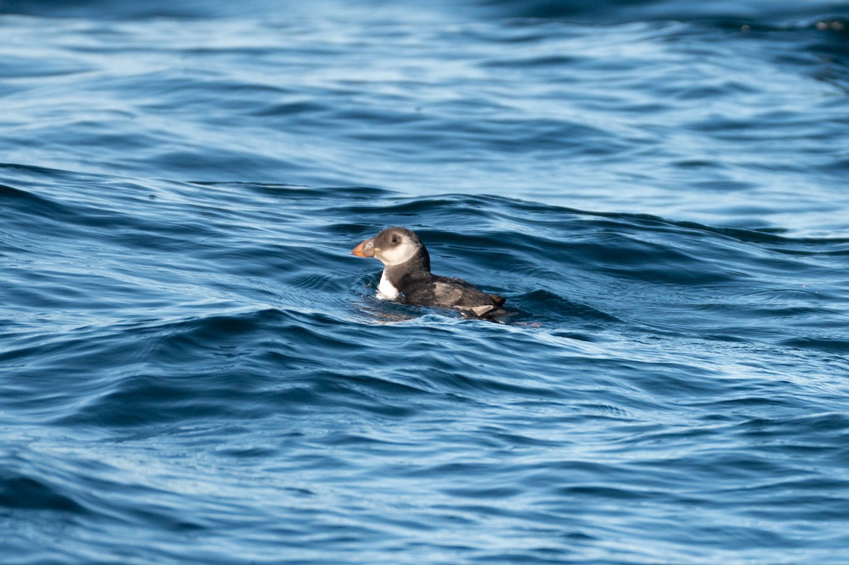 Atlantic Puffin - ML634000594