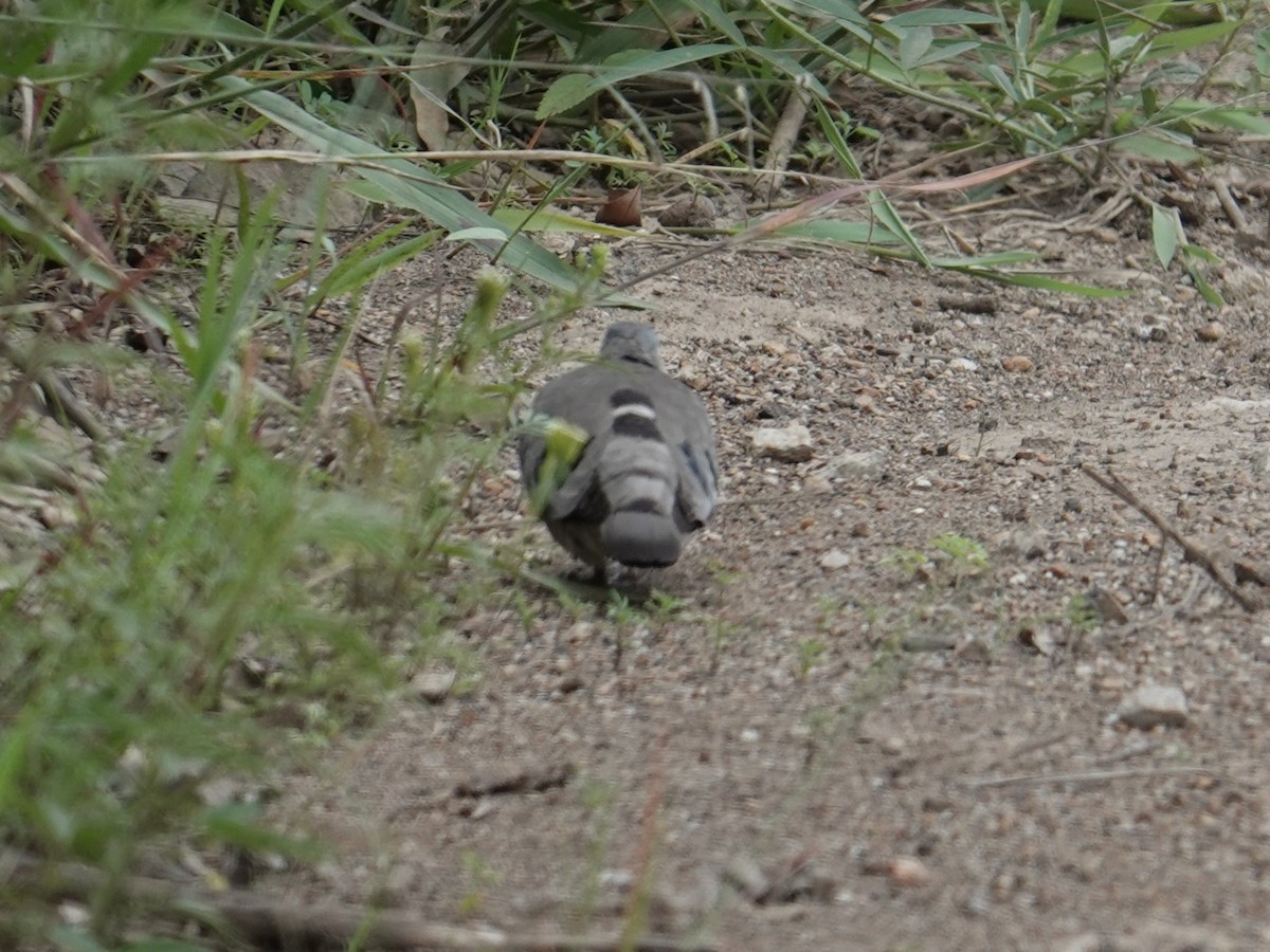 Emerald-spotted Wood-Dove - ML634000599