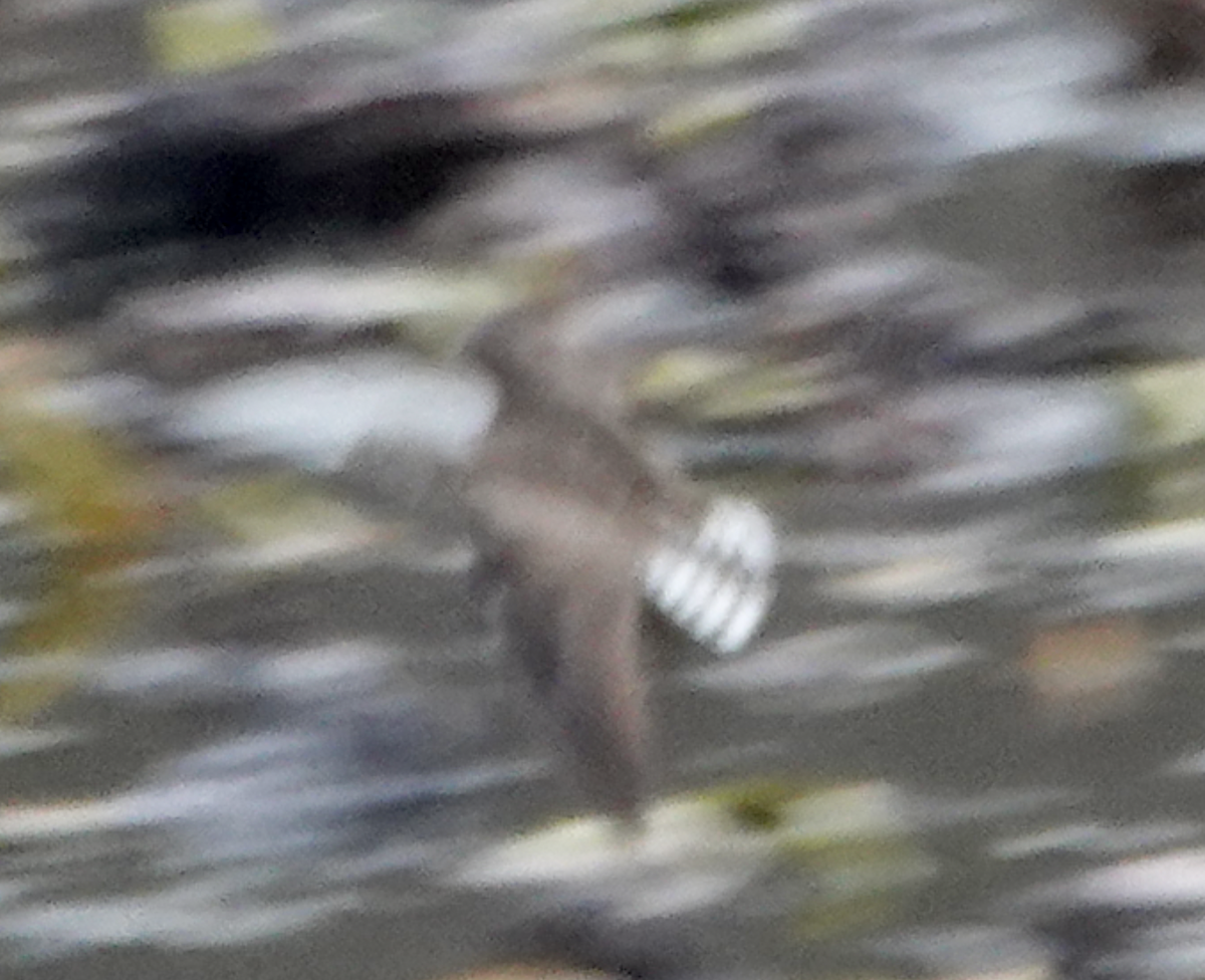 eremittsnipe - ML634000600