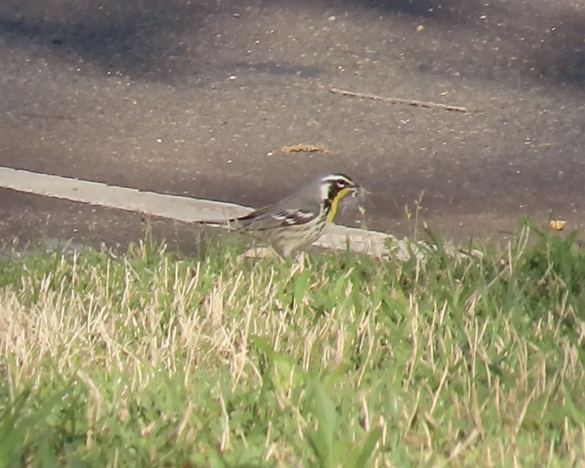 Yellow-throated Warbler - ML634000662
