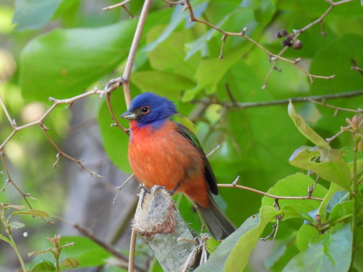 Passerin nonpareil - ML634000728