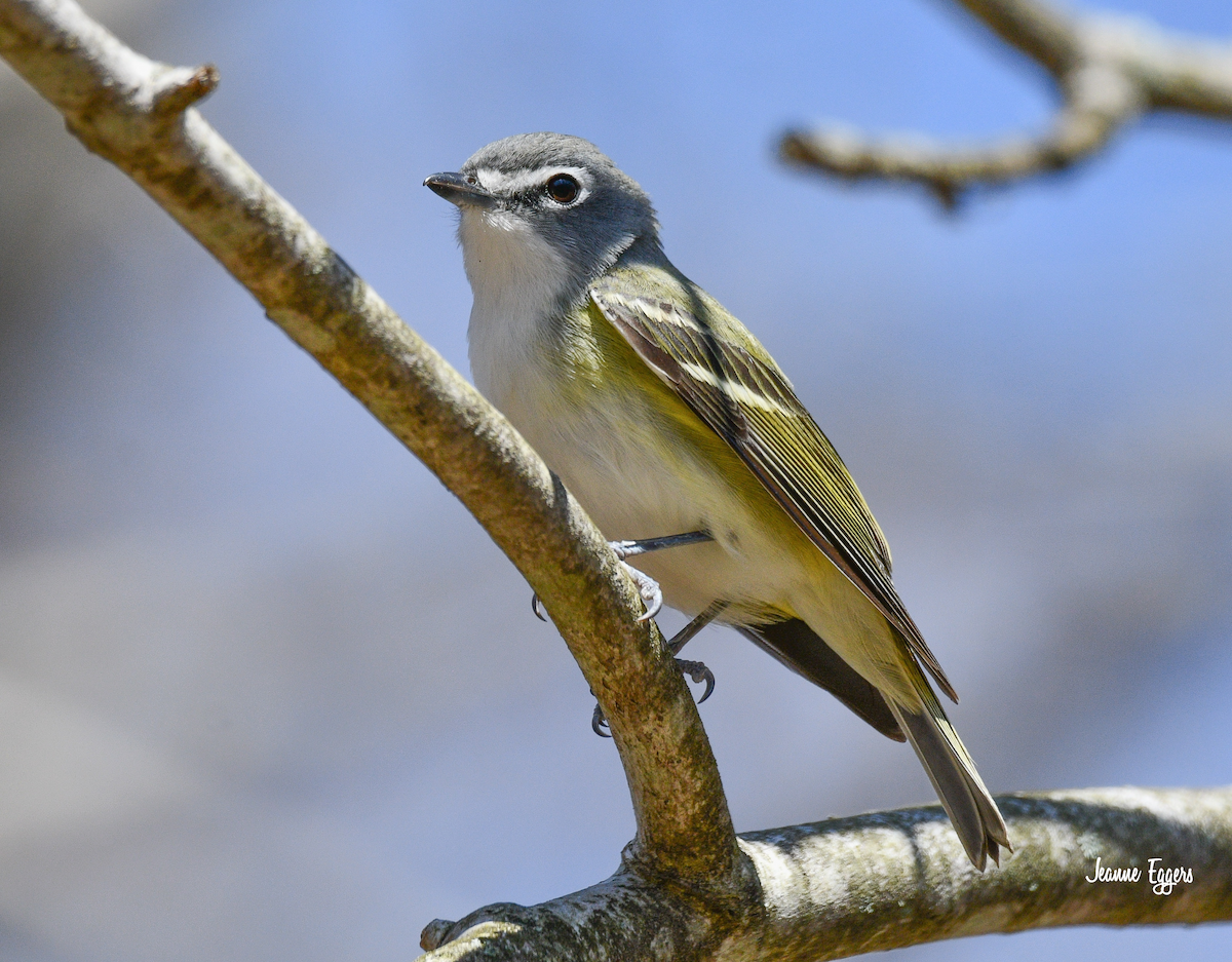 Blue-headed Vireo - ML634000806