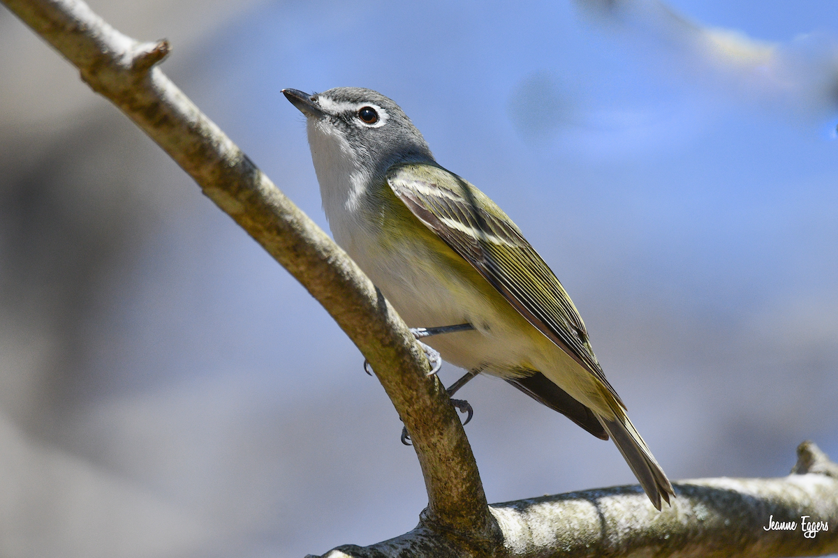 Blue-headed Vireo - ML634000807