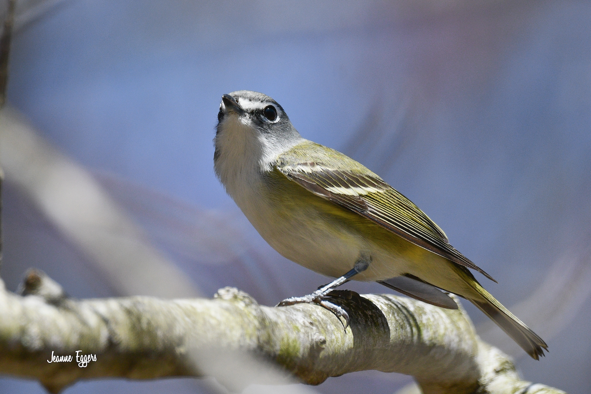 Blue-headed Vireo - ML634000808