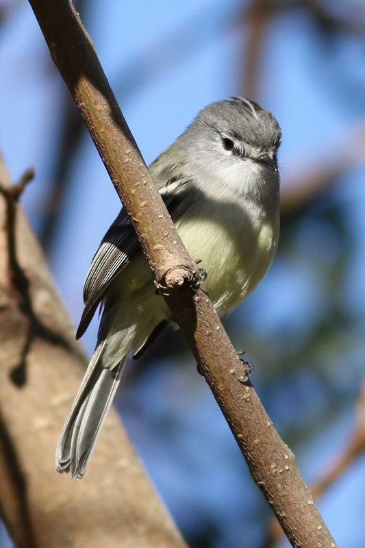 White-crested Tyrannulet (Sulphur-bellied) - ML63400081