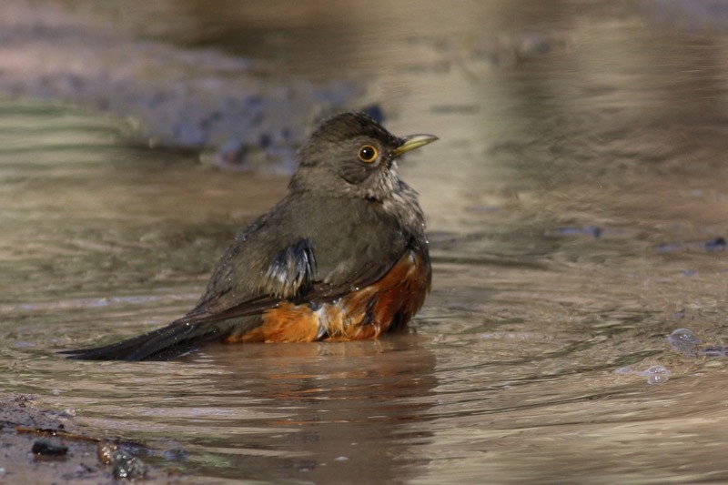 Rufous-bellied Thrush - ML63400091